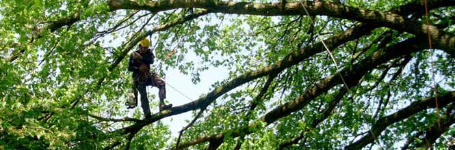 Town Branch Tree Experts - home page image