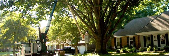 Town Branch Tree Experts - image