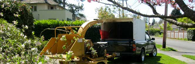 Town Branch Tree Experts - image