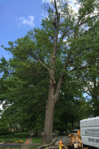 A very large tree freshly pruned by Town Branch Tree Experts