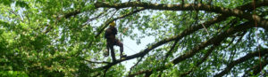 One of our staff standing on the branch of a large tree in the middle of a pruning job