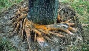 Large roots exposed at bottom of tree
